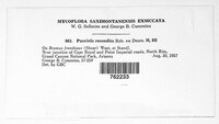 Puccinia recondita image